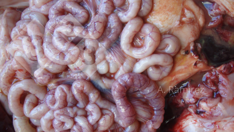 Imagem 2. Intestino delgado levemente ondulado (devido ao espessamento da parede intestinal) sugerindo ileíte leve a moderadamente crônica sem complicações. Se abríssemos os intestinos, o espessamento e a ondulação se tornariam mais aparentes.